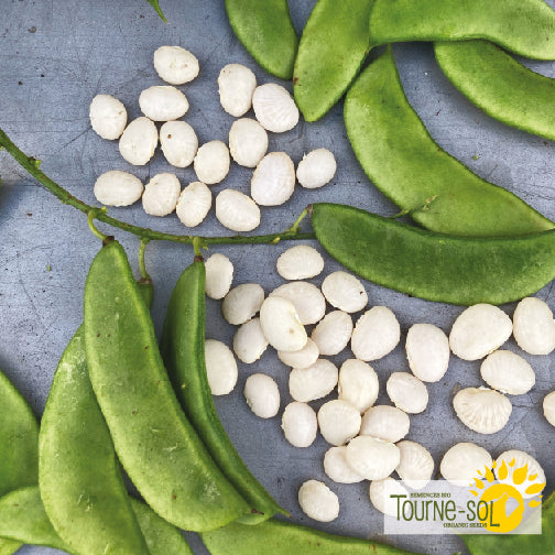 Semences Haricot de Lima 'Henderson Bush' Bio