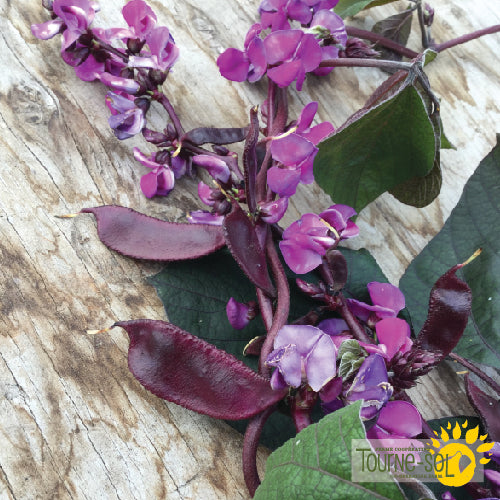 hyacinth flower seed pods Organic Hyacinth Bean Seeds