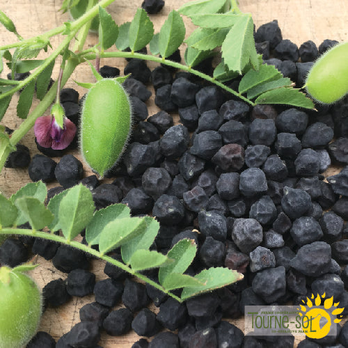 Organic 'Black Kabouli' Chickpea Seeds