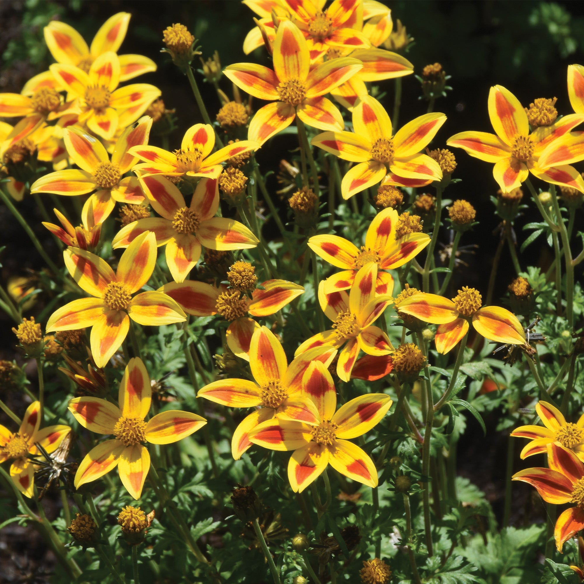 orange star plant seeds Stellar Orange Star Bidens – Jardineries Botanix