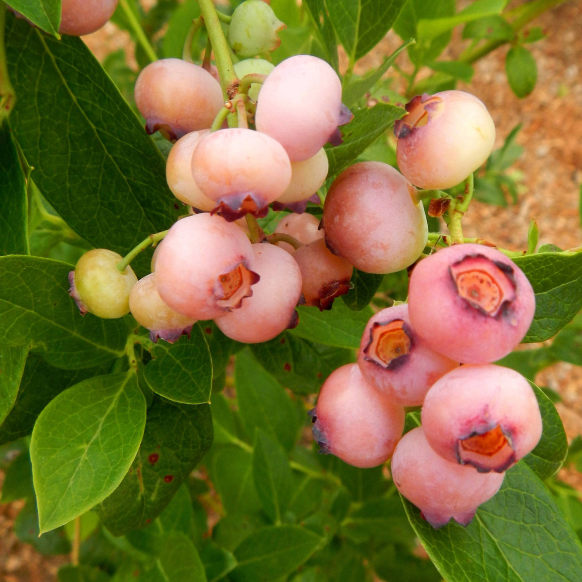 Pink Popcorn® Highbush Blueberry (Vaccinium)
