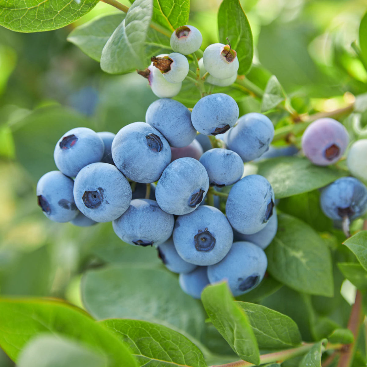 Top Shelf® Highbush Blueberry (Vaccinium)