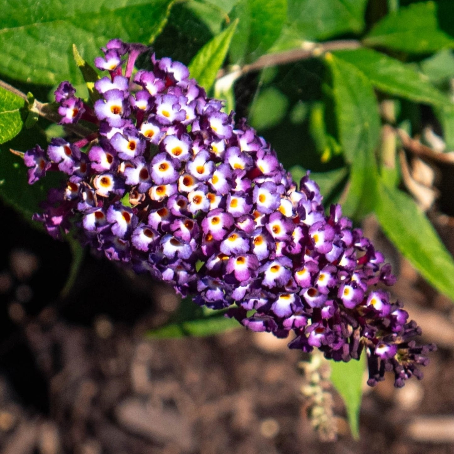 Buddleia x Blueberry Pie™ – Blueberry Pie™ Butterfly Bush