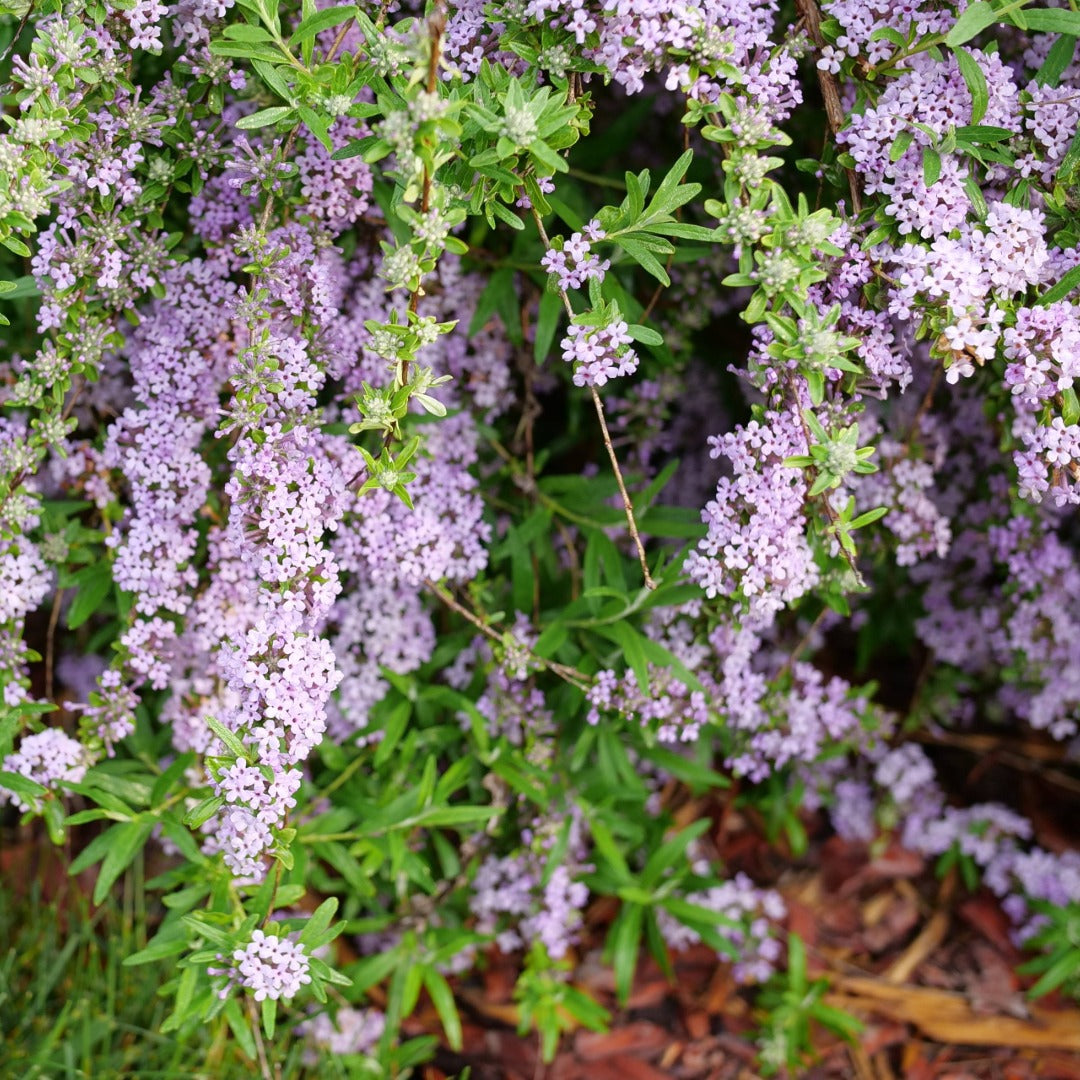 Buddleia alternifolia MOP TOP™ – Buddleia à feuilles alternes MOP TOP™
