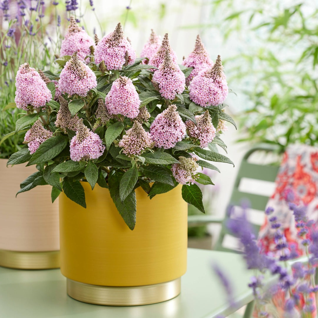 Buddleia davidii 'Little Rockstars Pink' – Little Rockstars Pink Butterfly Bush