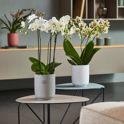 Cache-pot pour orchidée - Collection Falun