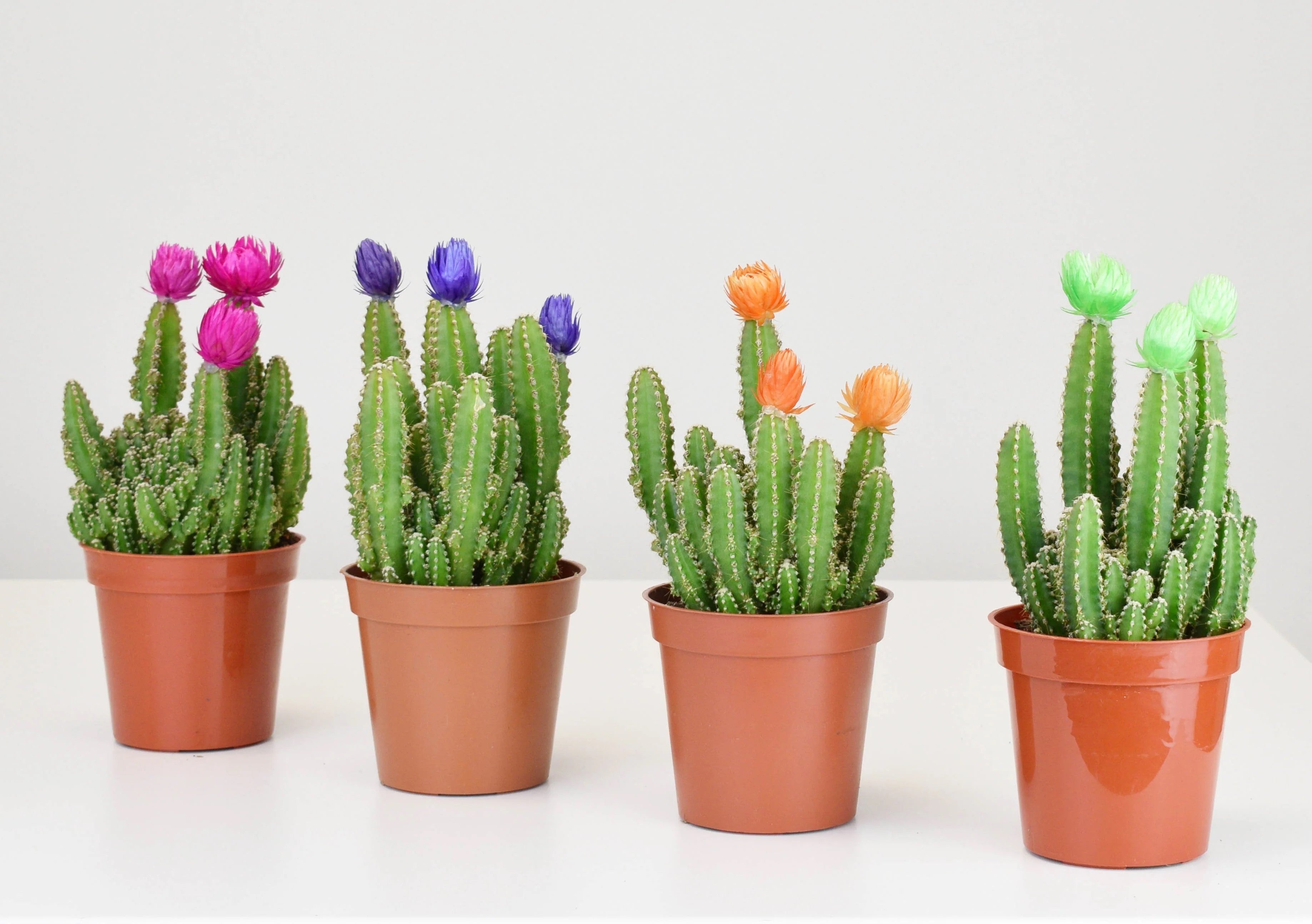 fairy tale plant succulent Cactus