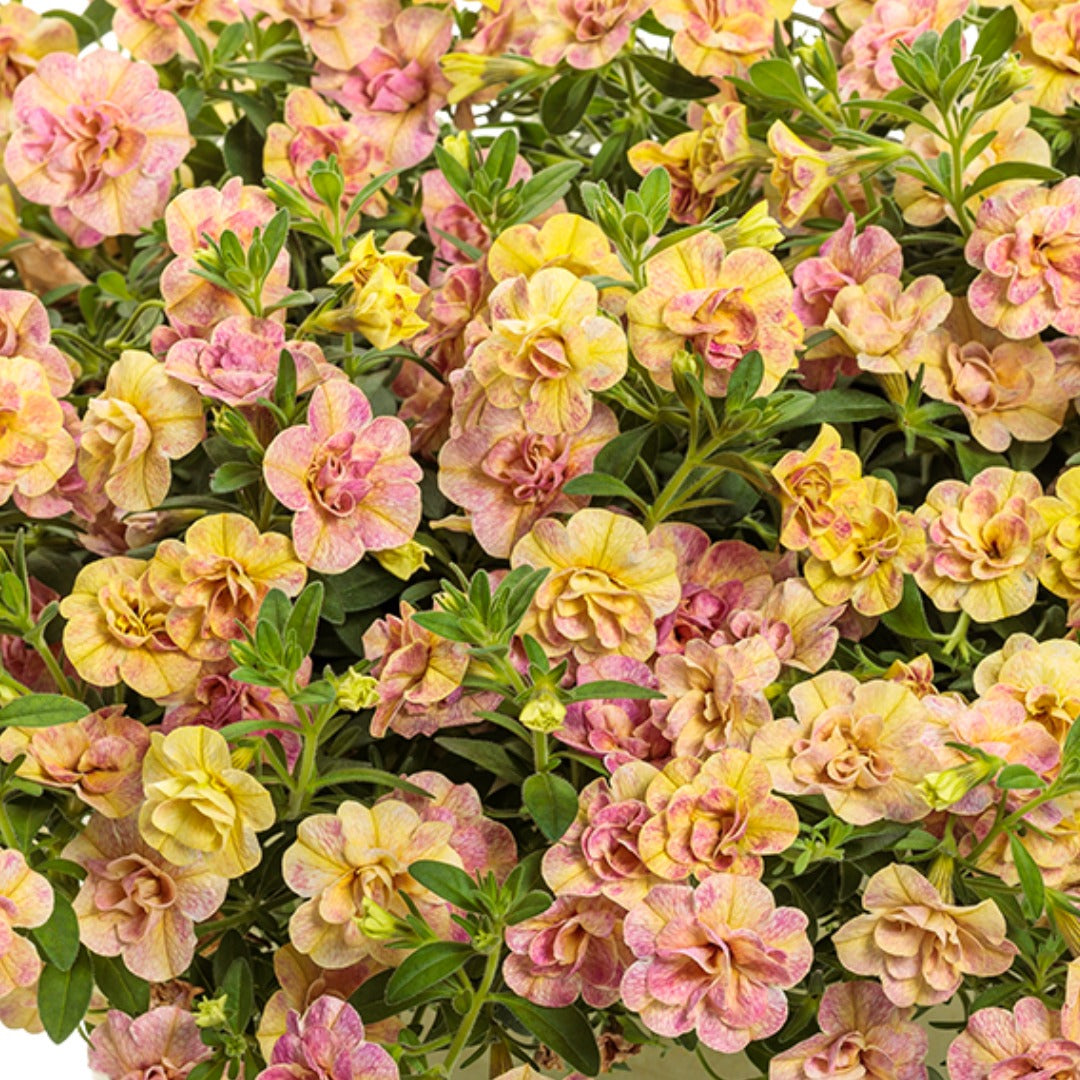 Double Coral and Peach Blooms | Superbells Double Grapefruit