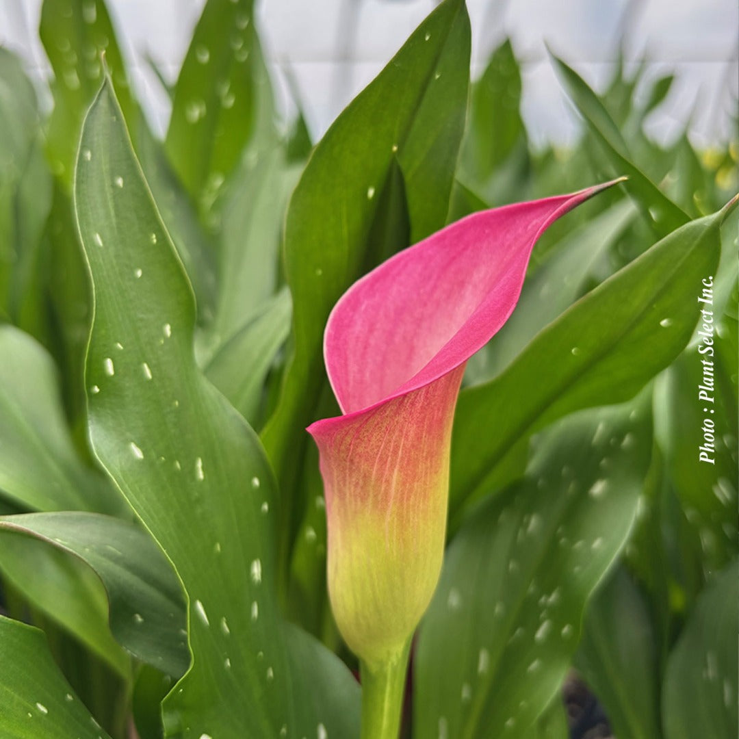 Zantedeschia 'Captain Zazu' – Captain Zazu Calla Lily
