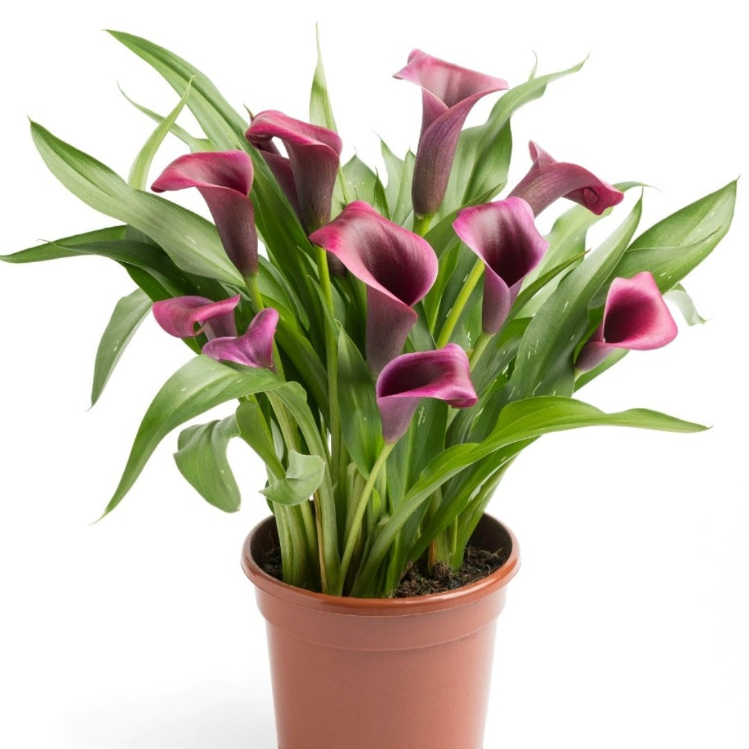 Zantedeschia 'Dior' – Dior Calla Lily