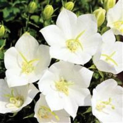 White Clips' Carpathian bellflower