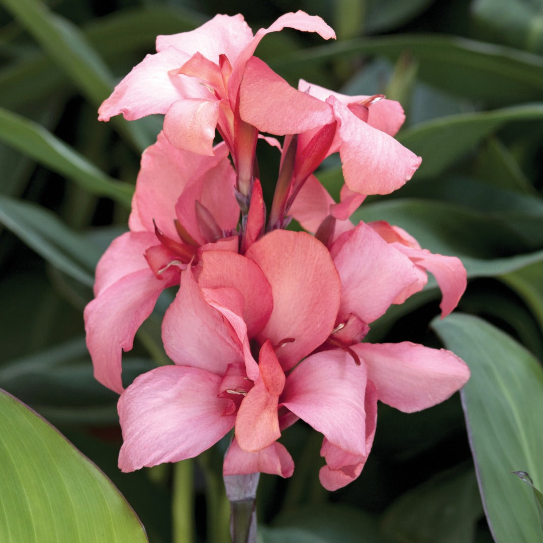 Canna Cannova® Mango
