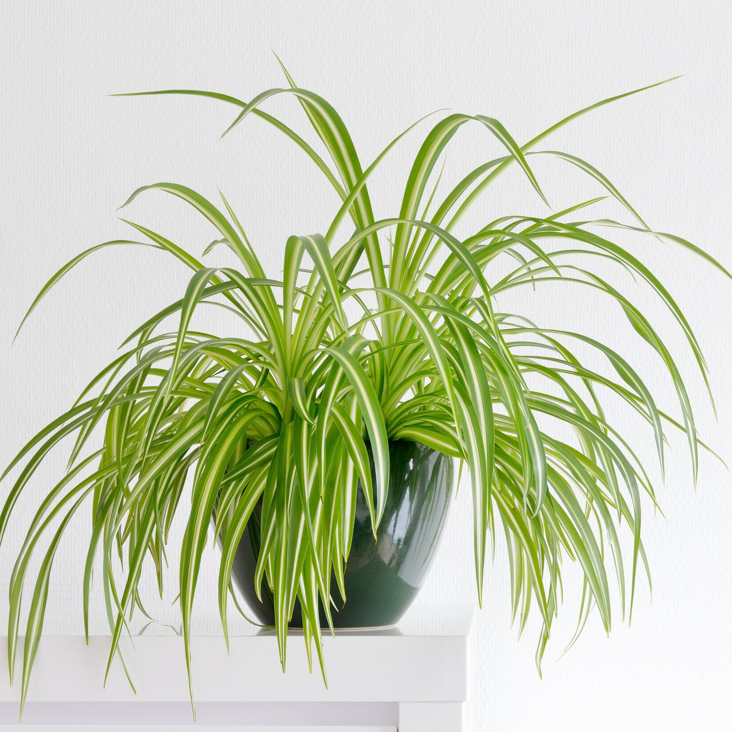 Chlorophytum comosum 'Variegatum' – Plante araignée panachée
