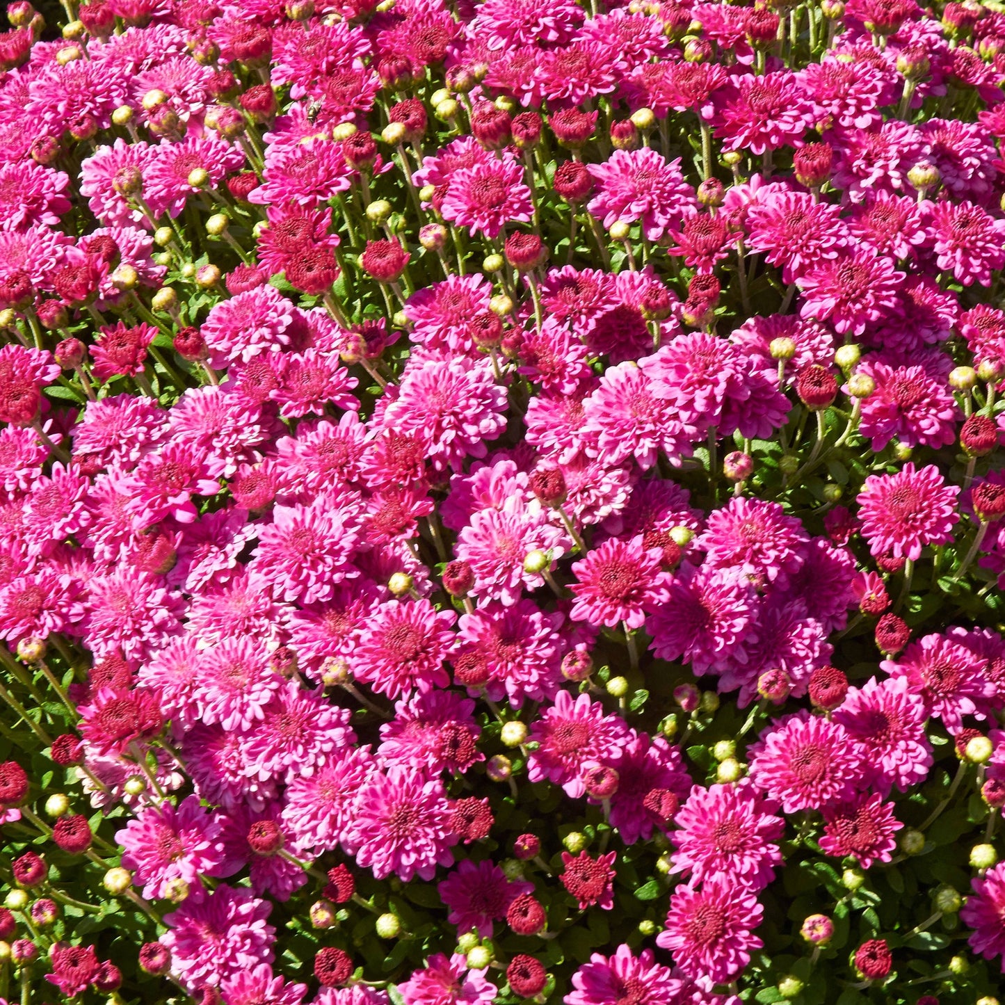 Chrysanthemum (Dendranthemum) Igloo 'Ice Pink' – Chrysanthème Igloo 'Ice Pink'