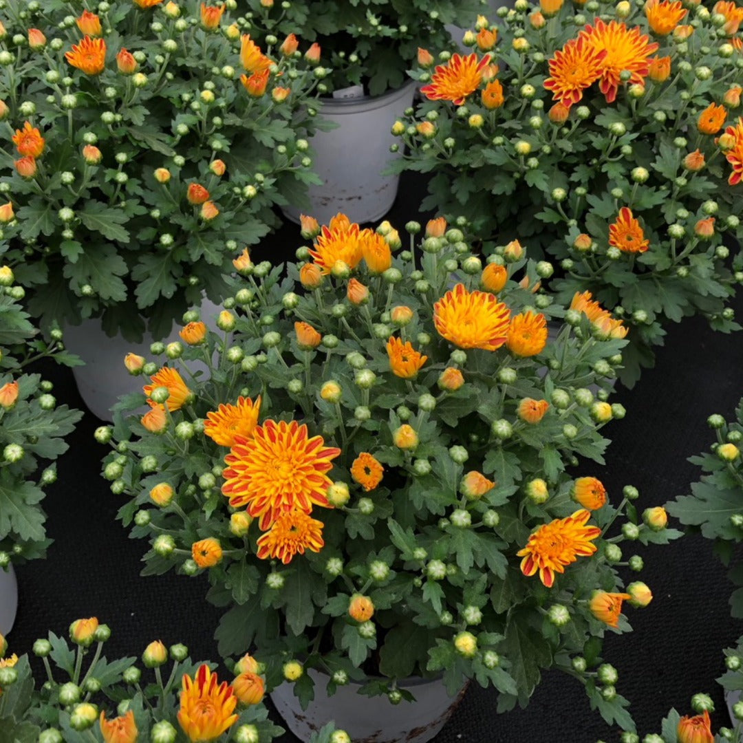 Chrysanthemum 'Tiger Eyes' – Chrysanthème d'automne 'Tiger Eyes'
