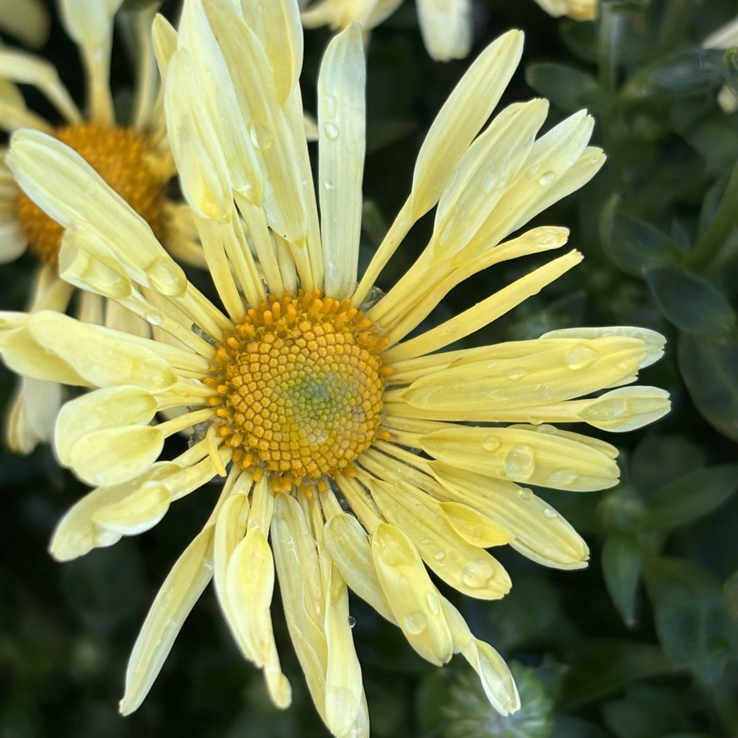 Chrysanthemum 'Mammoth Yellow Quill' – 'Mammoth Yellow Quill' Chrysanthemum