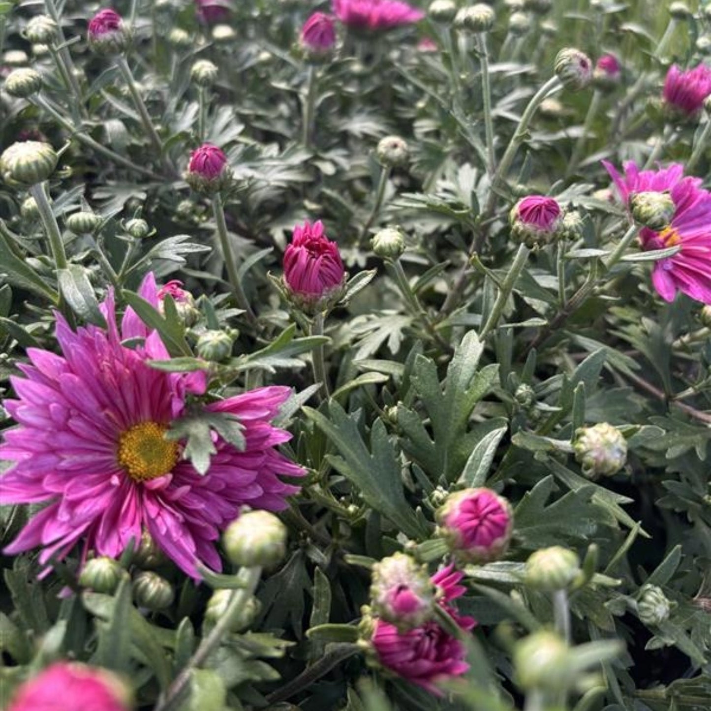 Chrysanthemum 'Mammoth Dark Pink' – 'Mammoth Dark Pink' Chrysanthemum