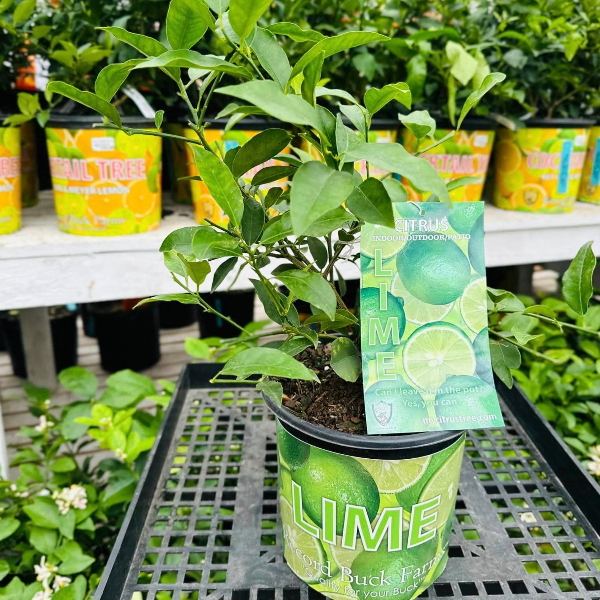 can you plant a lime tree in a pot Key Lime Tree (Citrus aurantifolia): Grow Your Own Limes!