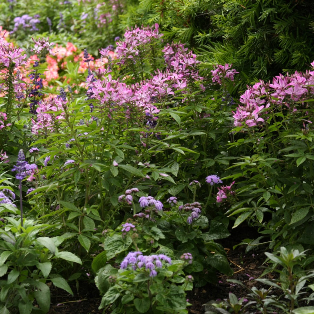 Cleome 'Senorita Rosalita' – Senorita Rosalita® Spiderflower