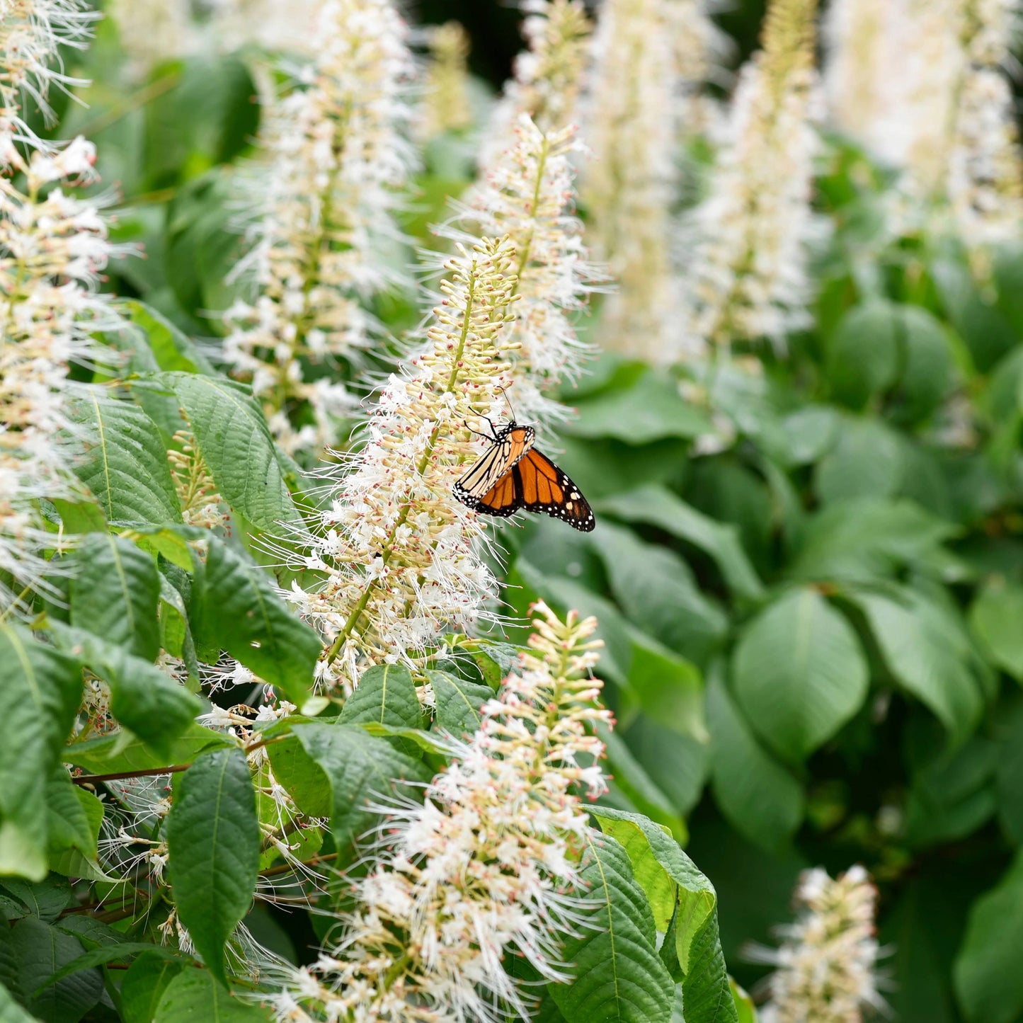 Clethra alnifolia 'Hummingbird' – 'Hummingbird' Summersweet