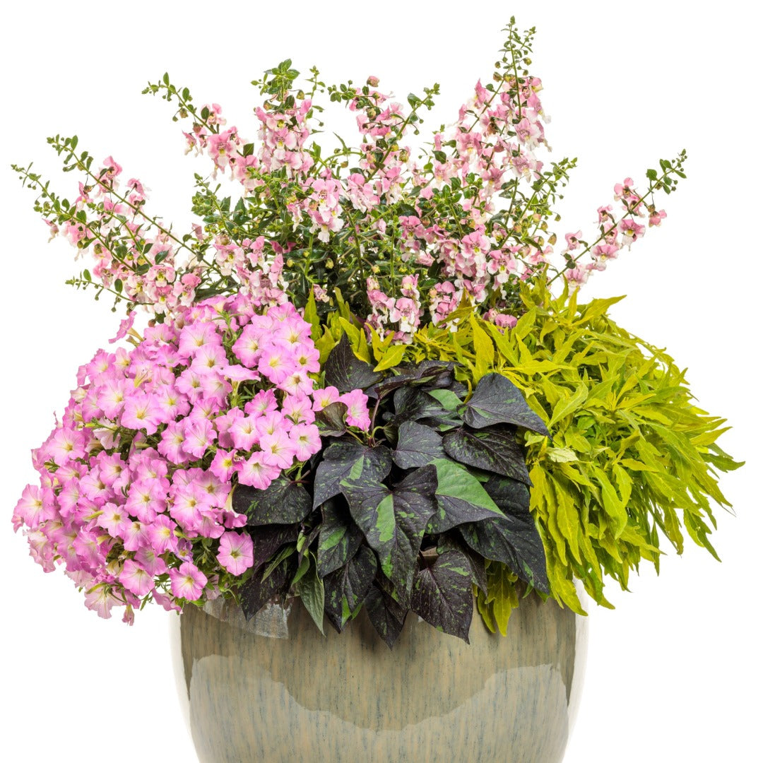Coleus Colorblaze® Mini Me™ Chartreuse