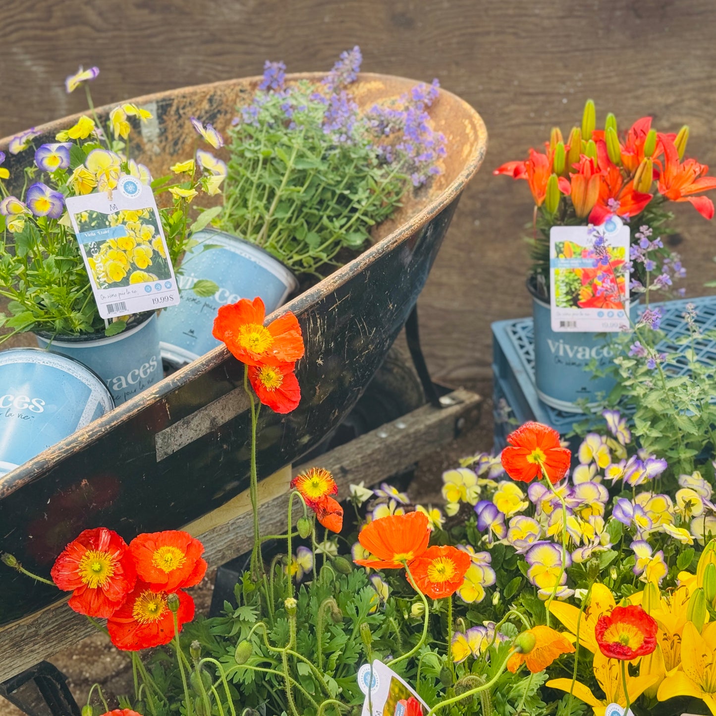 Botanix Essentials Collection - Reliable Perennials for Your Garden