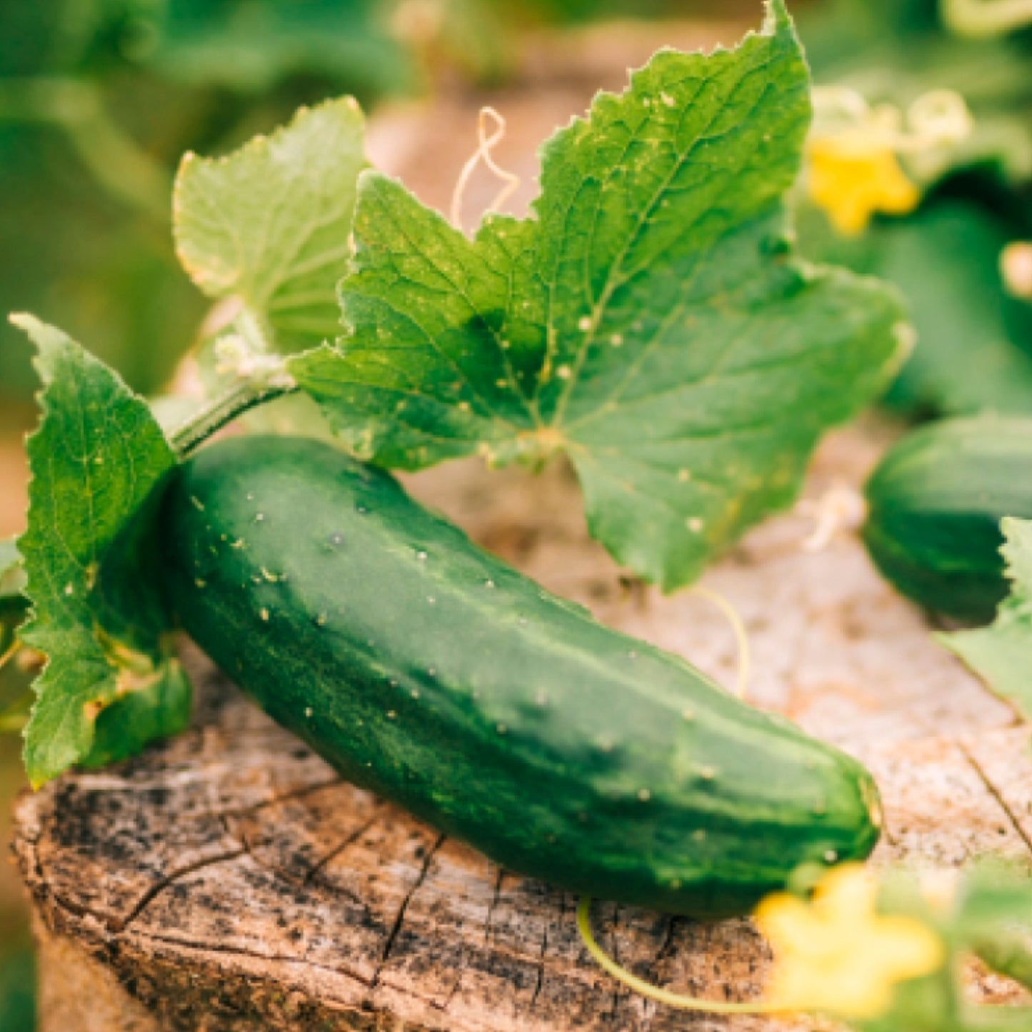 Our Must-Have Cucumber Varieties
