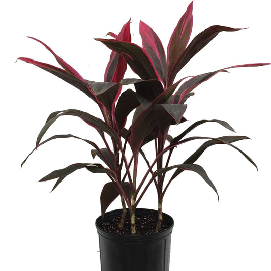 Cordyline 'Red Sister'