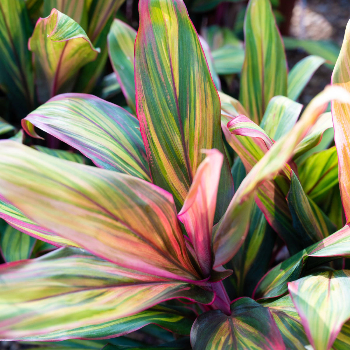 dracaena cordyline harlequin Cordyline 'Harlequin' | Vibrant Multicoloured Foliage