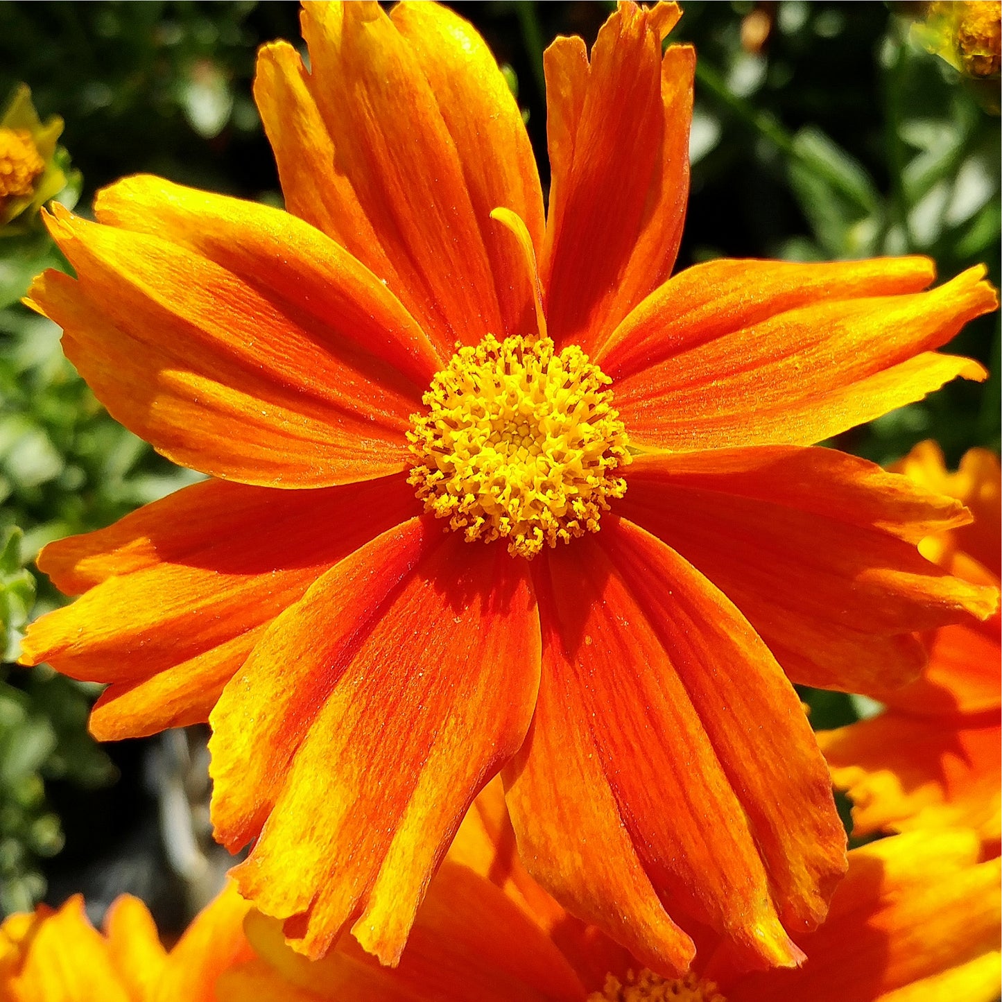 Coreopsis L'il Bang 'Darling Clementine'