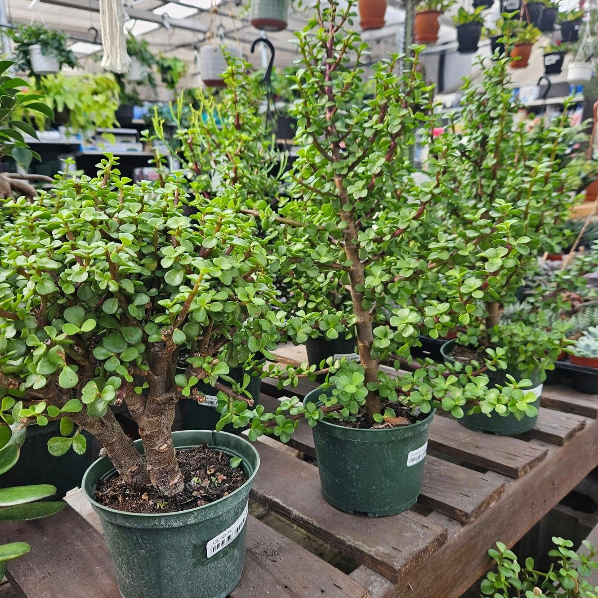 big jade plant Crassula 'Jade Bonsai' | Easy & Symbolic Plant