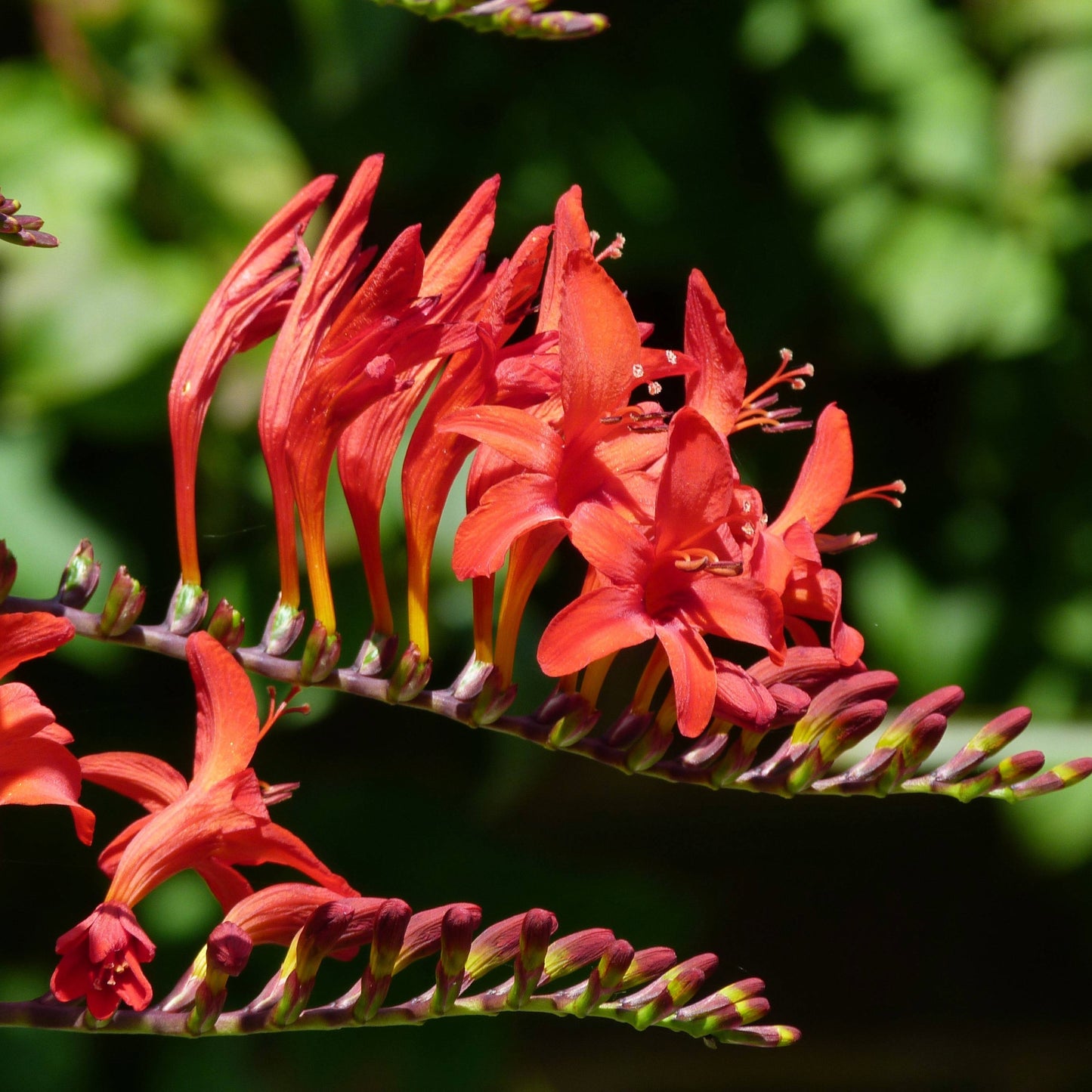 Crocosmia 'Lucifer' – 'Lucifer' Crocosmia (Montbretia)