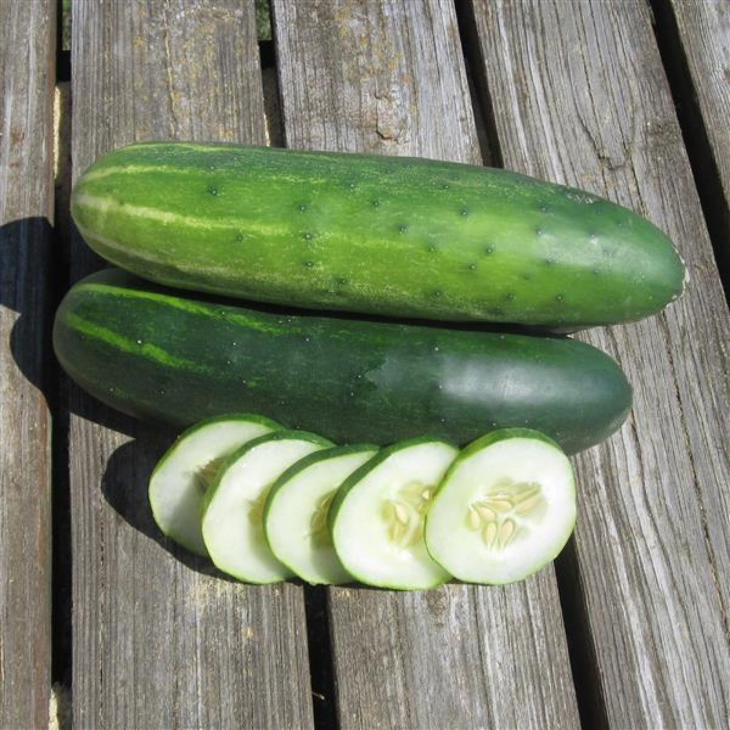 Marketmore Cucumber