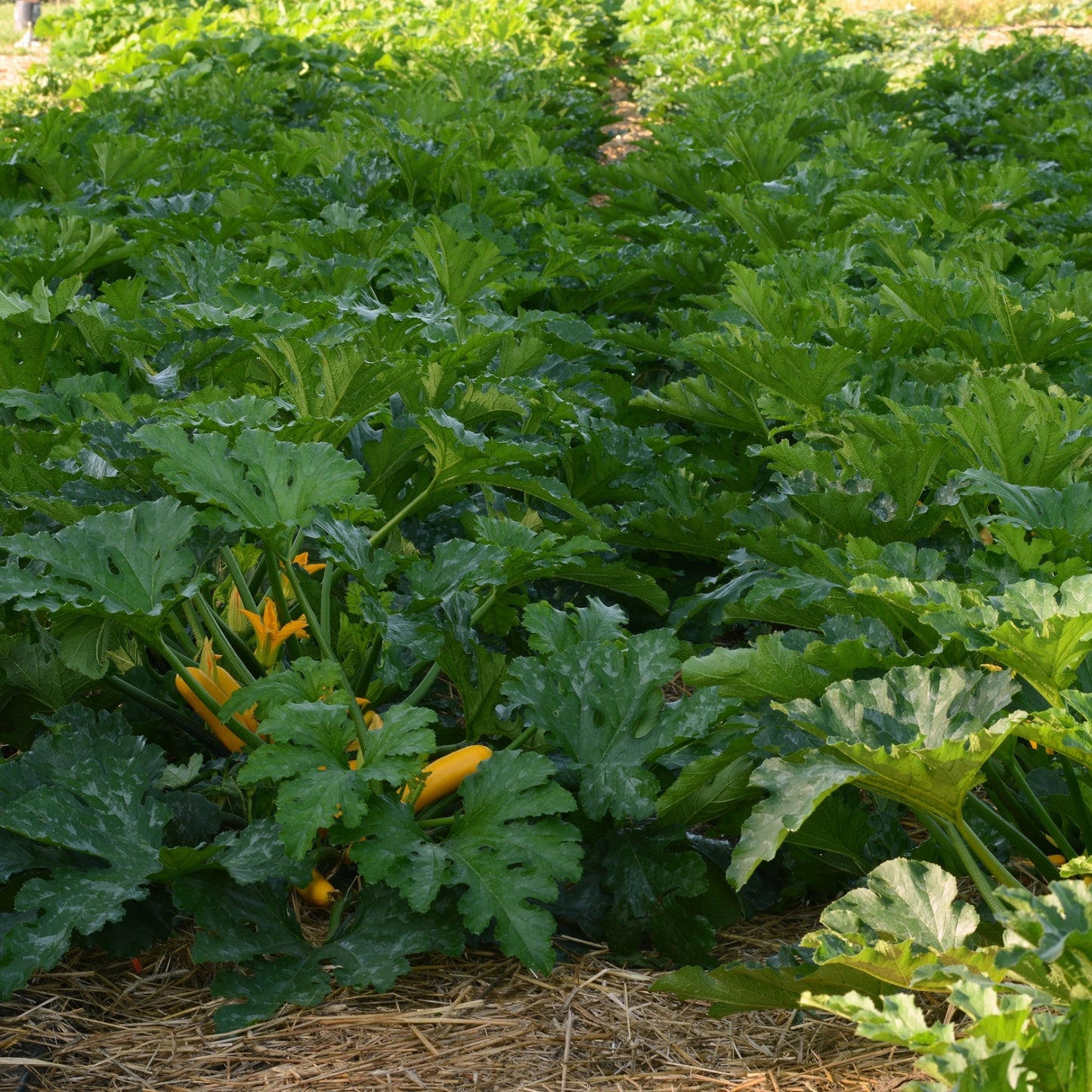 Easy Pick Green Zucchini
