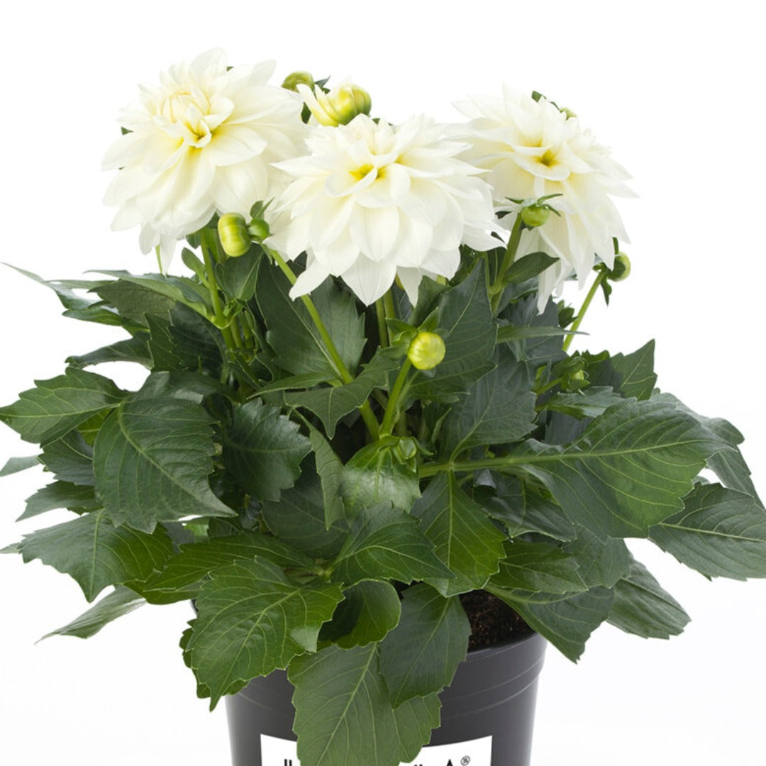 Dahlia LaBella® Grande Fun 'White®'