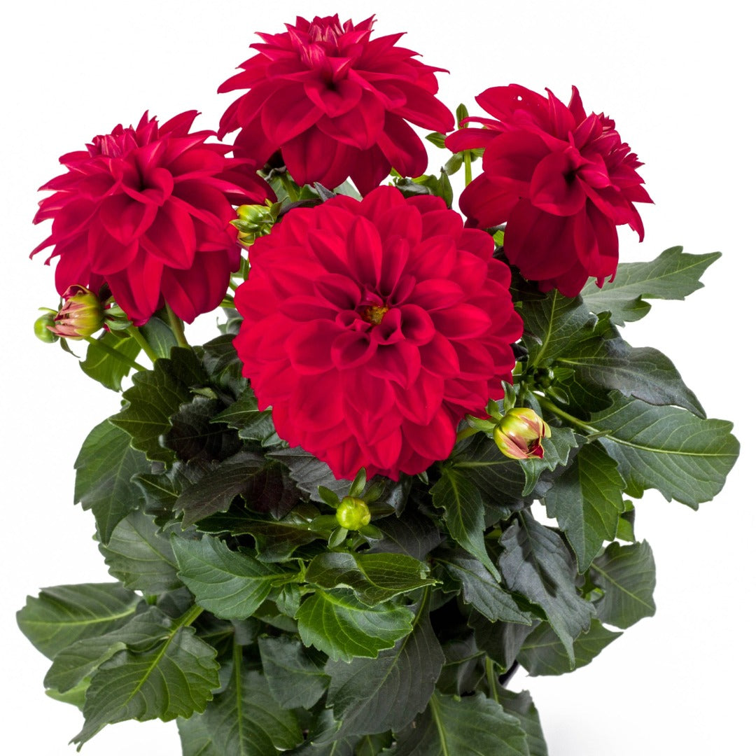 Dahlia Labella® Medio – Dahlia Labella® Medio