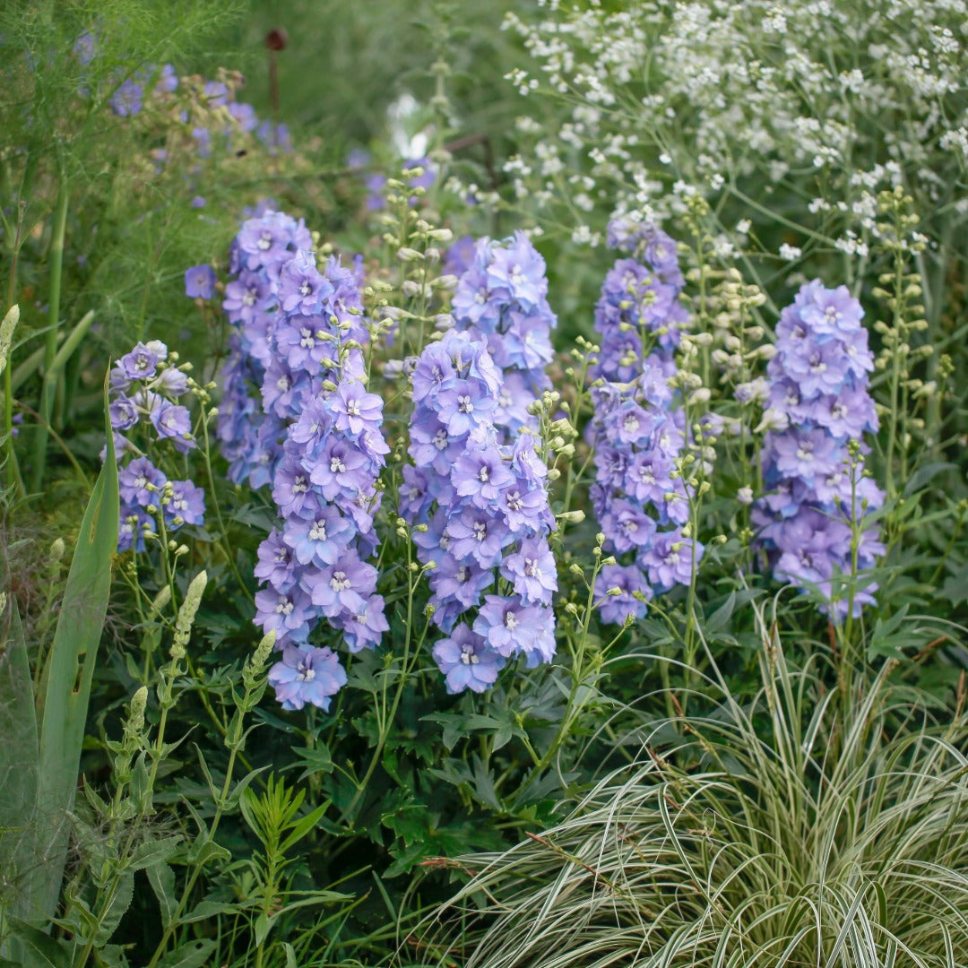 Delphinium 'Delgenius Shelby' – 'Delgenius Shelby' Larkspur