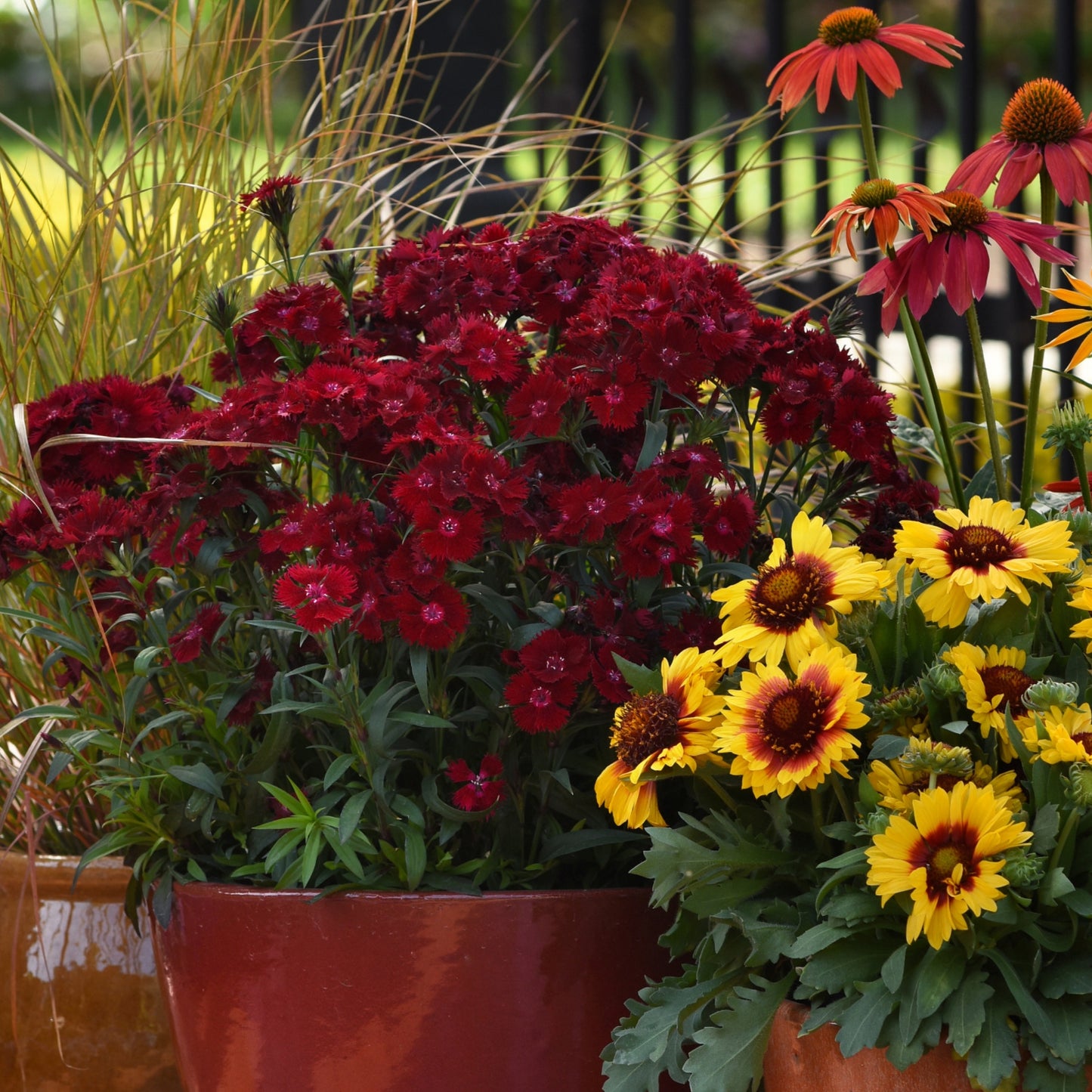 Dianthus x barbatus Rockin'™ Red – Rockin'™ Red Sweet William