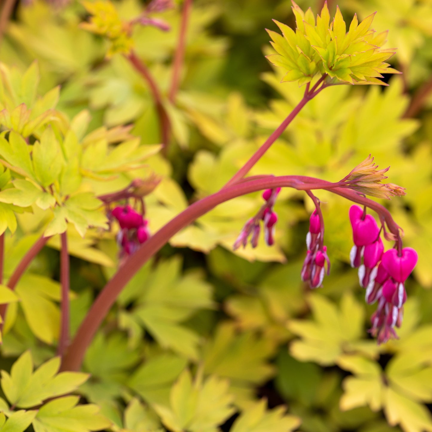 Dicentra spectabilis 'Gold Heart' – 'Gold Heart' Bleeding Heart