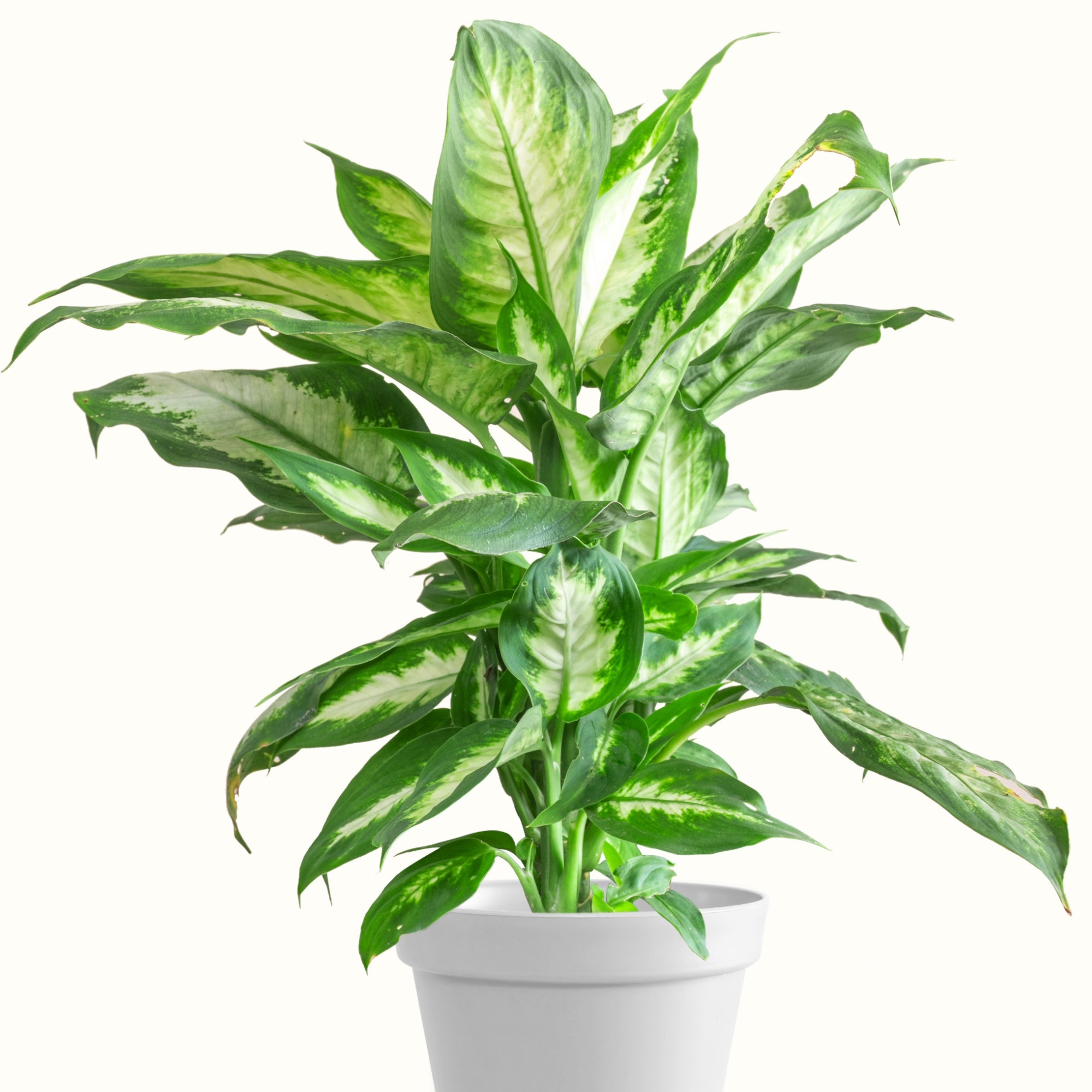 dieffenbachia light level Dieffenbachia 'Aurora': Easy and Colourful Indoor Plant
