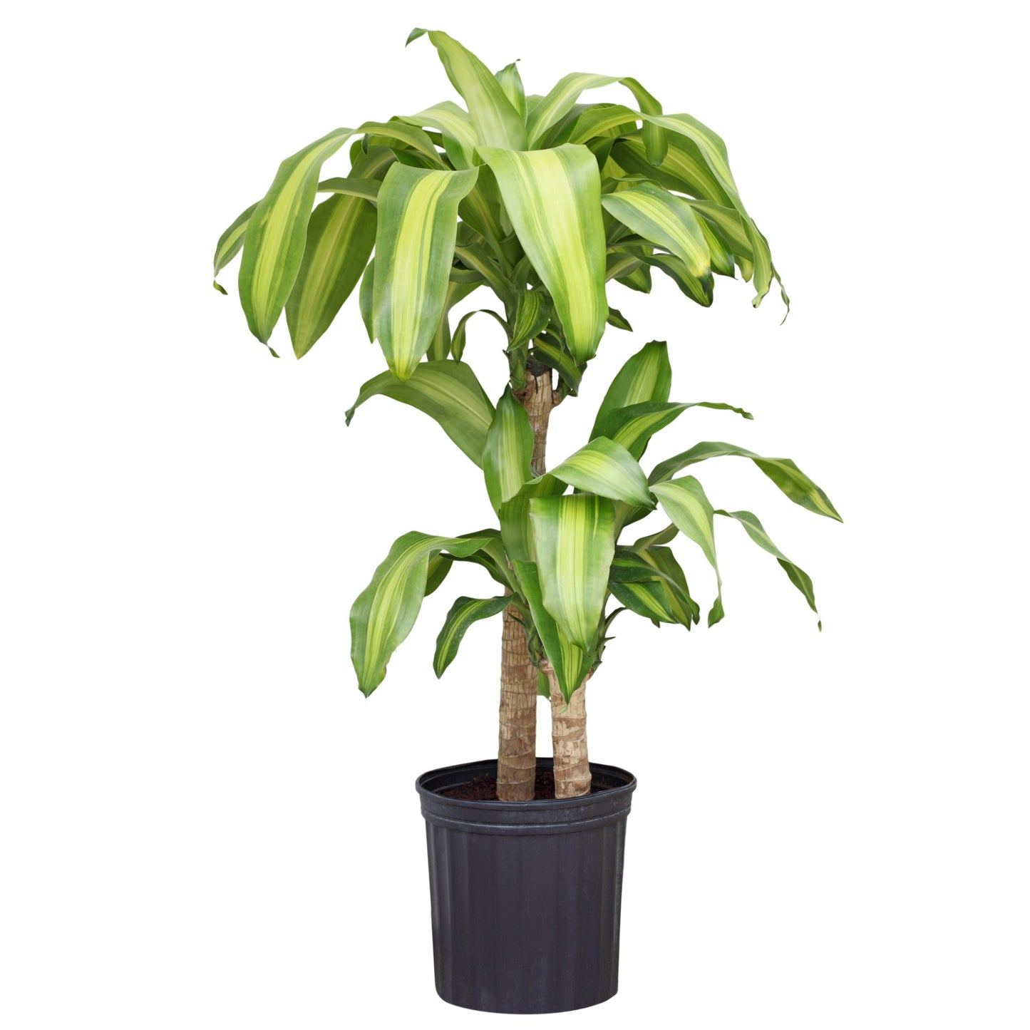 Dracaena fragrans 'Massangeana' - Corn Plant