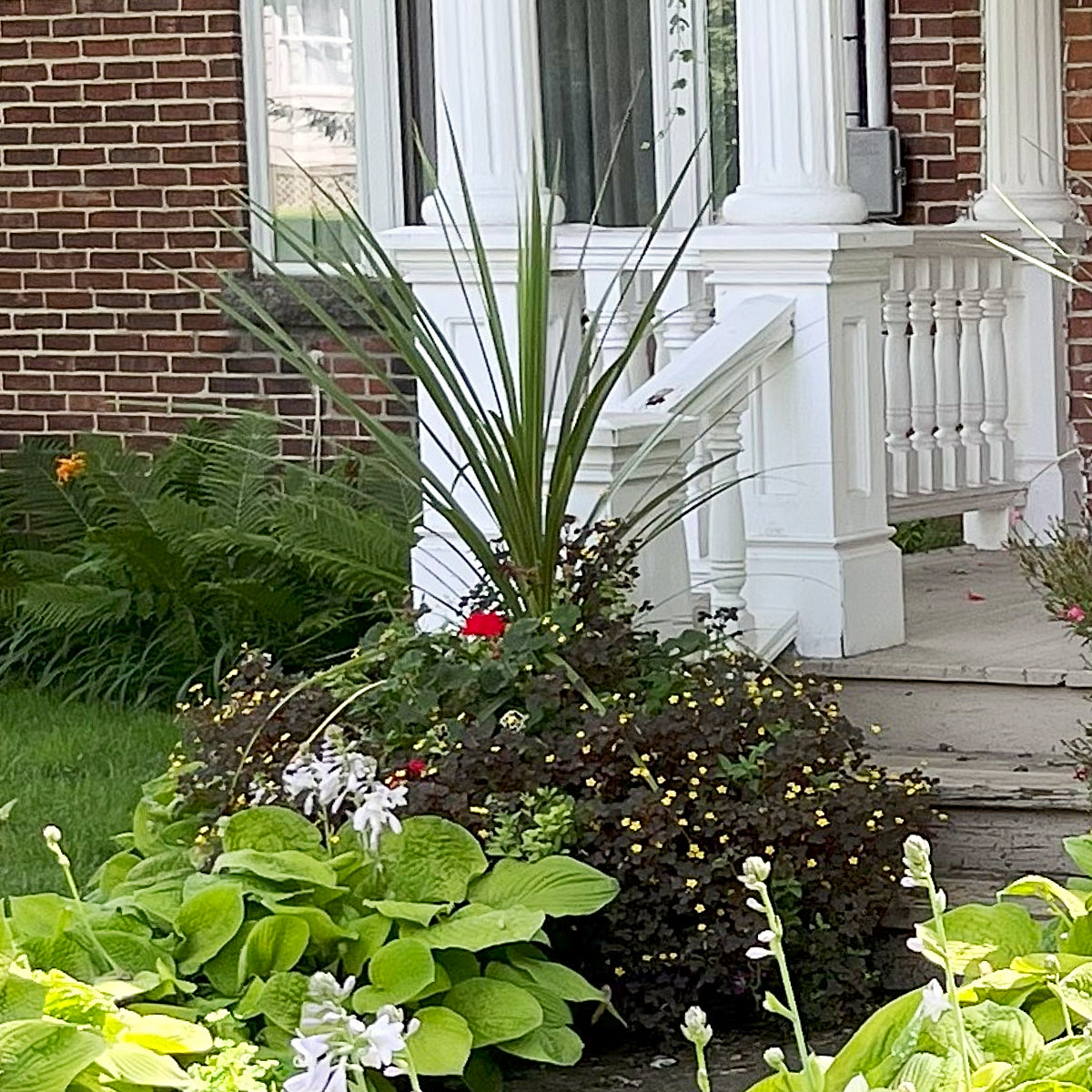 grass dracaena spike cordyline indivisa Dracaena / Cordyline indivisa: Star Plant for Summer Containers