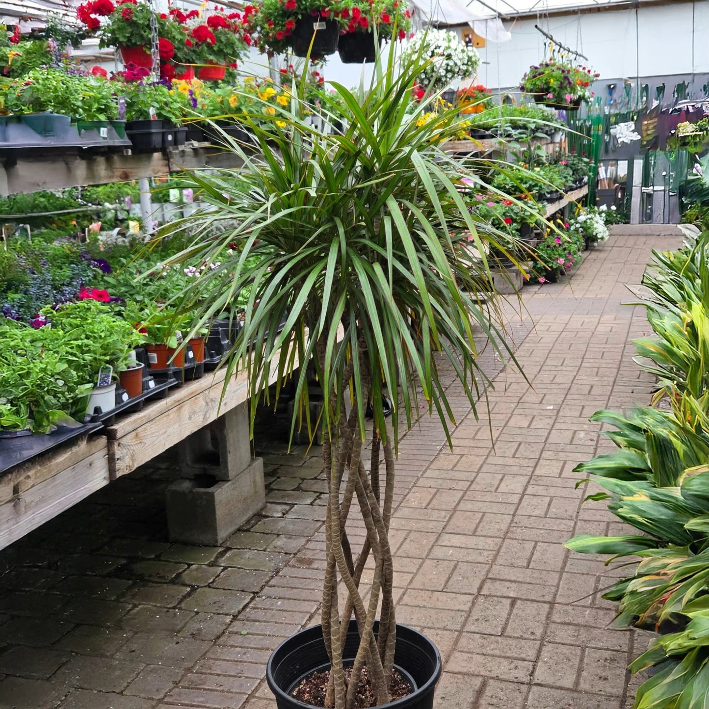 Dracaena marginata - Dragonnier de Madagascar à tronc tressé