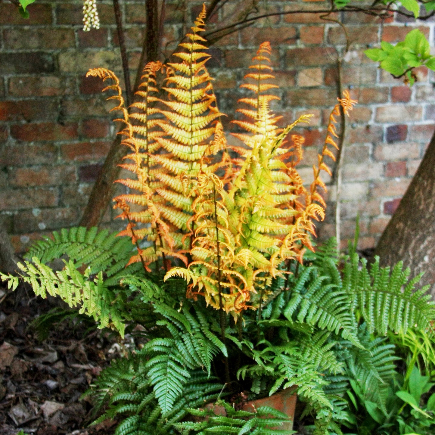 Jurassic Gold Fern