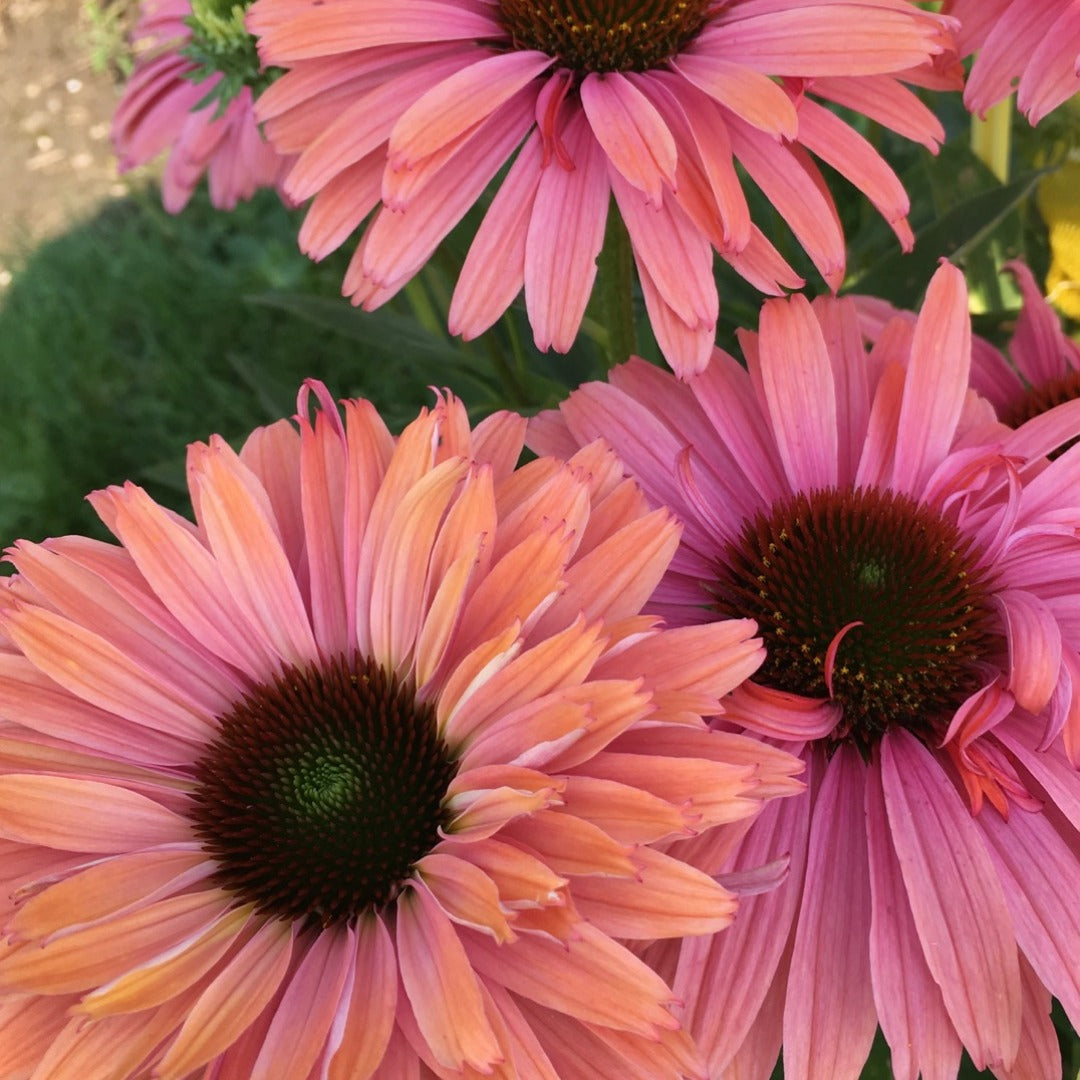 Echinacea SunSeekers® 'Pink Grapefruit' – SunSeekers® Pink Grapefruit Coneflower