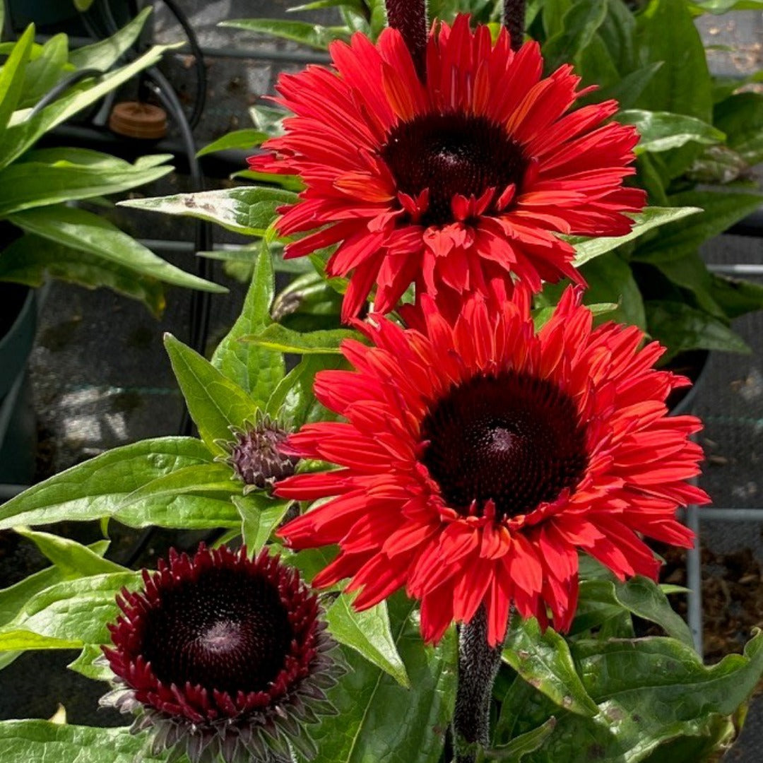 Echinacea SunSeekers® 'Racing Red' – SunSeekers® 'Racing Red' Coneflower