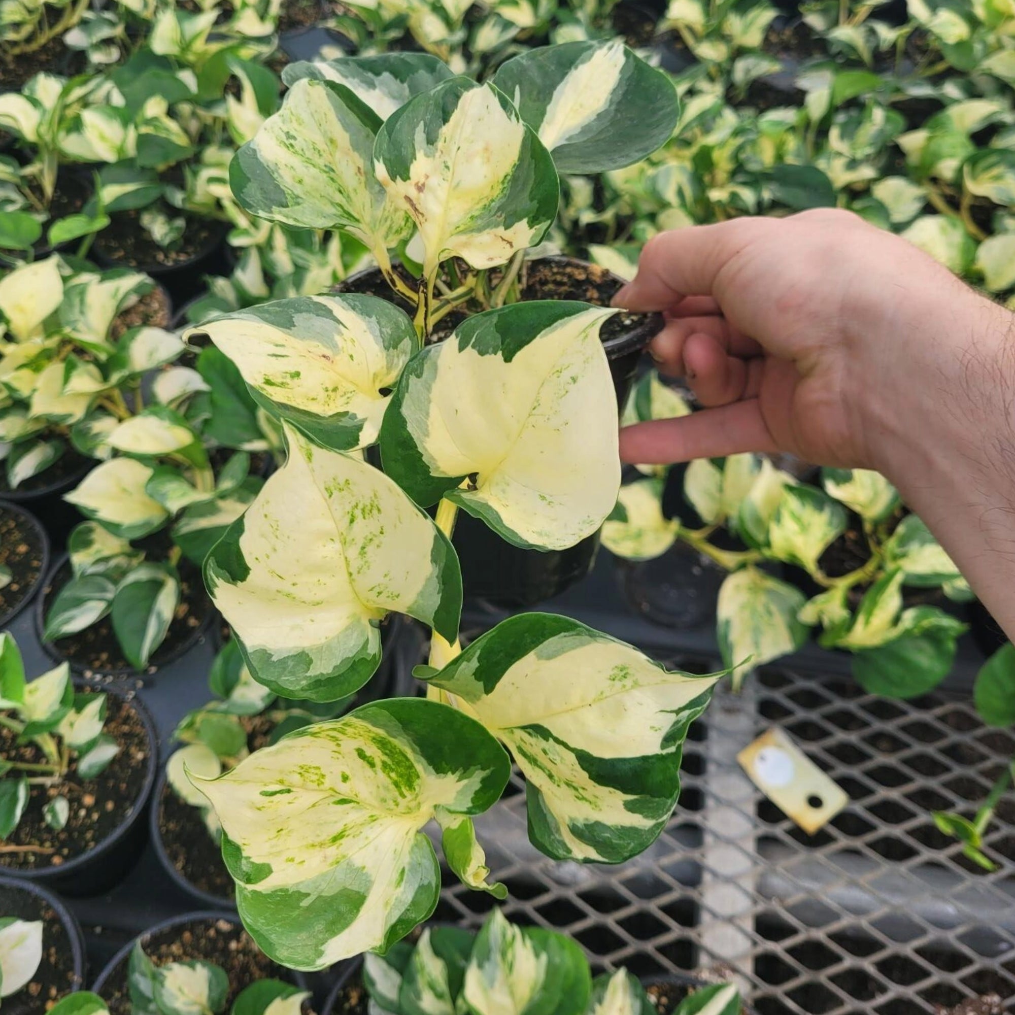 manjula pothos seeds Manjula' Pothos, Happy Leaf Pothos, Jewel Pothos – Jardineries Botanix