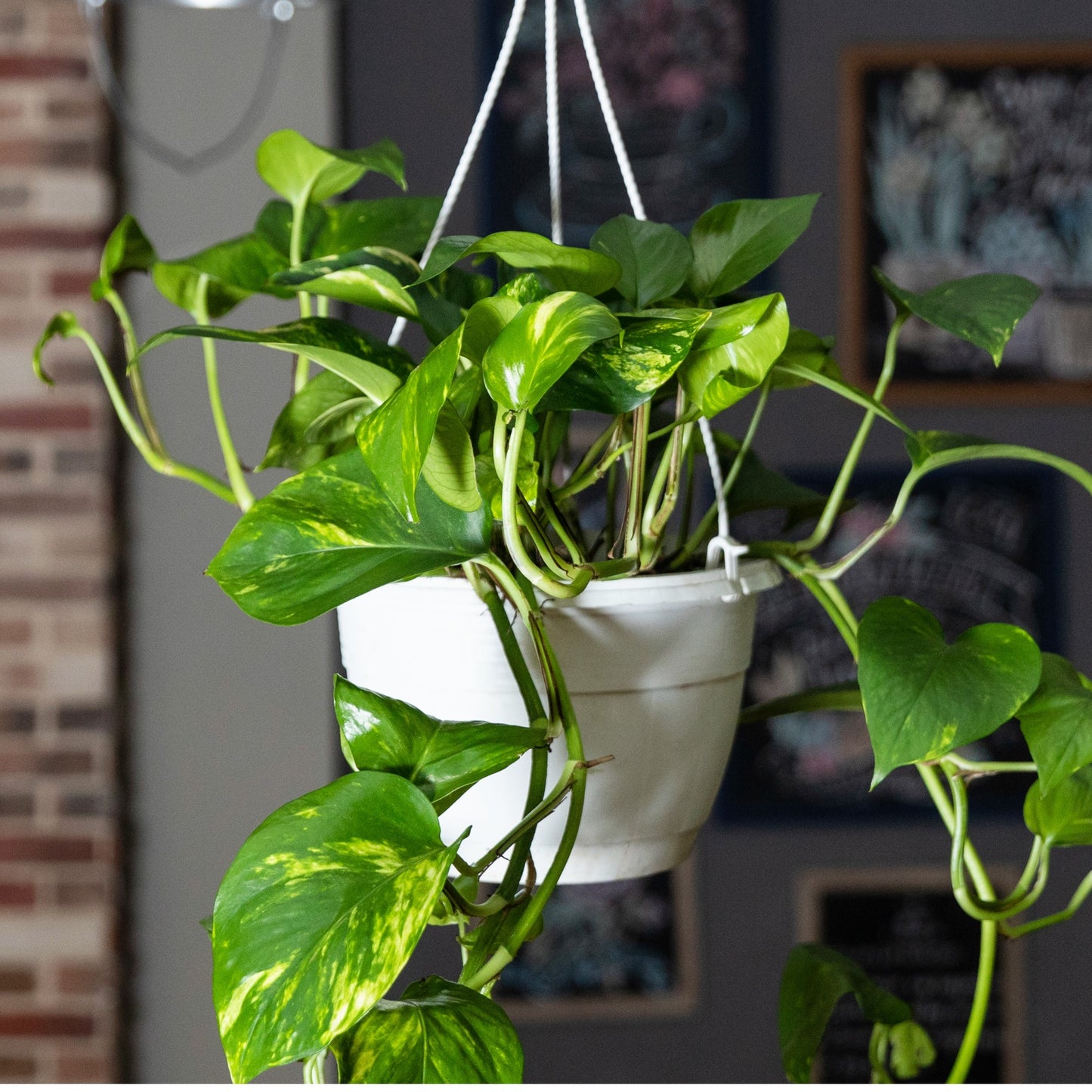 Epipremnum aureum – Golden Pothos (Scindapsus)