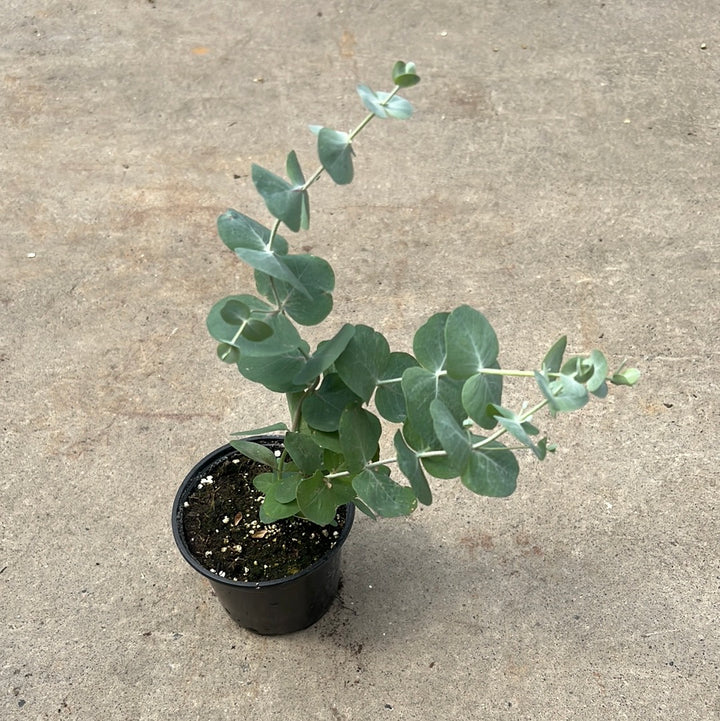 Eucalyptus 'Baby Blue'
