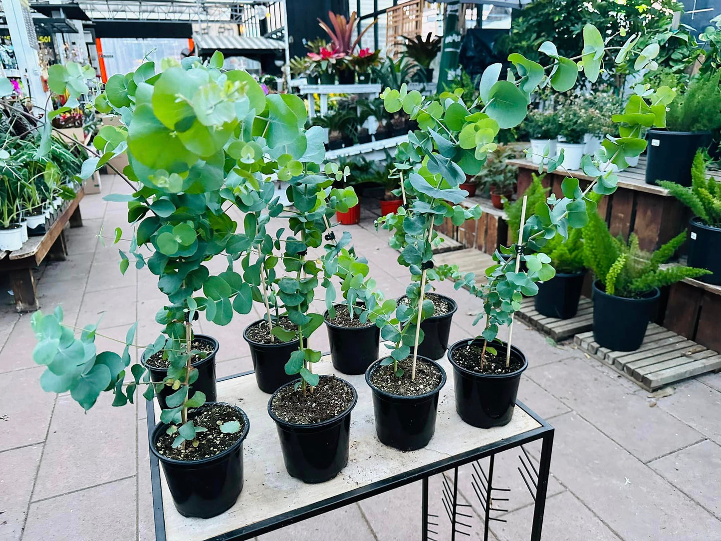 Silver Dollar' Eucalyptus